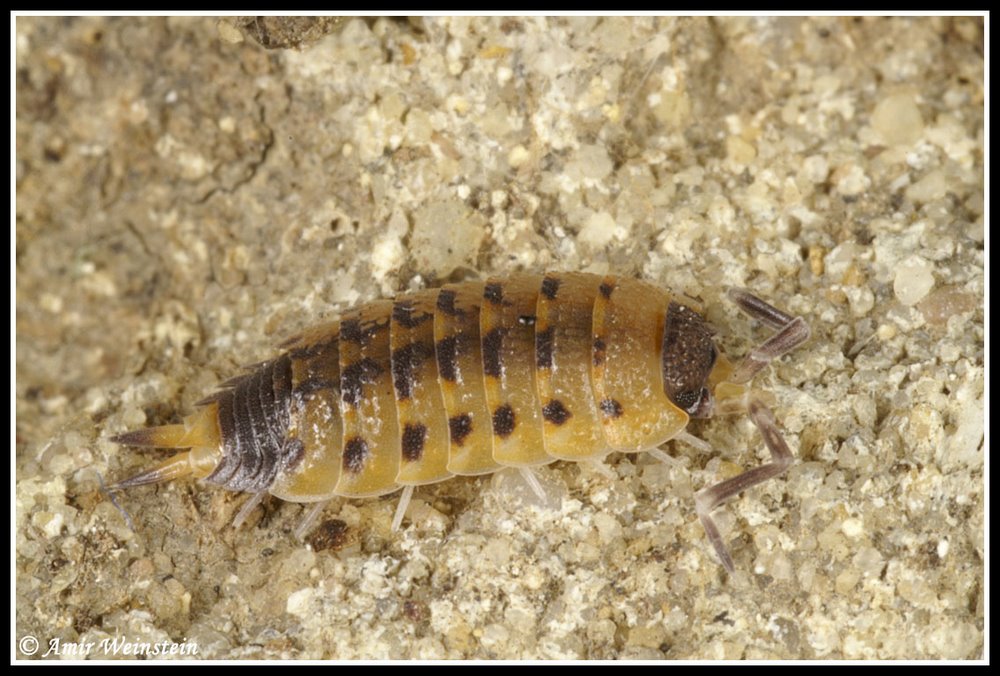 Isopoda d''Israele - Porcellionides pruinosus